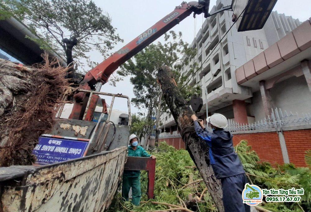 Dịch Vụ Xe Cẩu Vận Chuyển Cây Xanh, Cây Cảnh Nhanh Chóng Tại Đà Nẵng